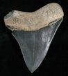 Inch Black Megalodon Tooth - Sharp #4971-2